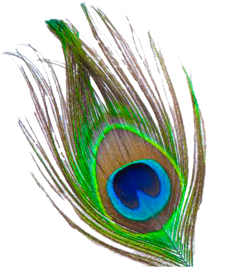 Peacock Feather